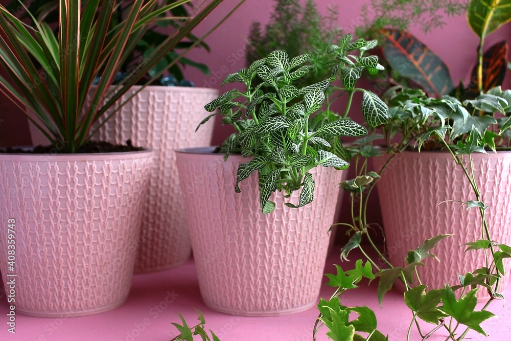 Green indoor flowers in a pink pot. Home plants.