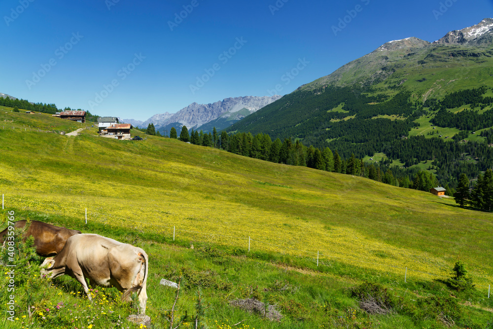 Passo Gavia, mountain pass in Lombardy, Italy, at summer