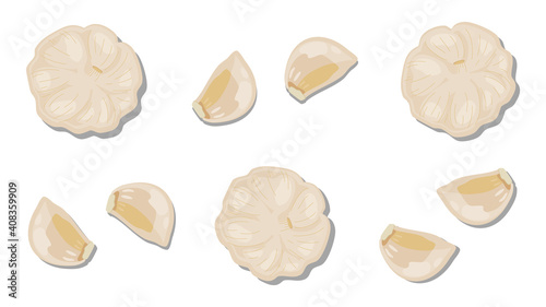 vector illustration of garlic clove  isolated on white background