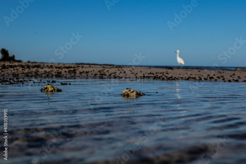 seagulls on the beach