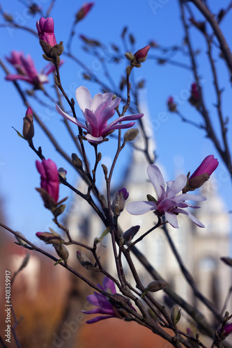 Blooming pink magnolia, beautiful flowering tree in spring. Old church in the background