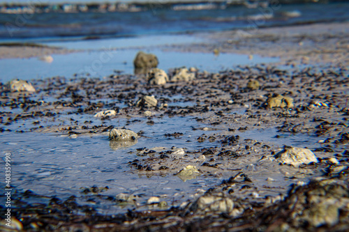dead sea coast