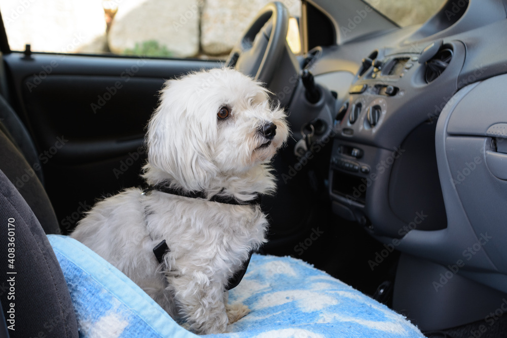 White Dog Leash As A Passenger In The Car White Dog Leash As A Passenger In The Car