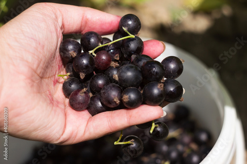 A handful of black currants in a woman's palm against the background of a bucket with berries. Black summer berries, harvesting