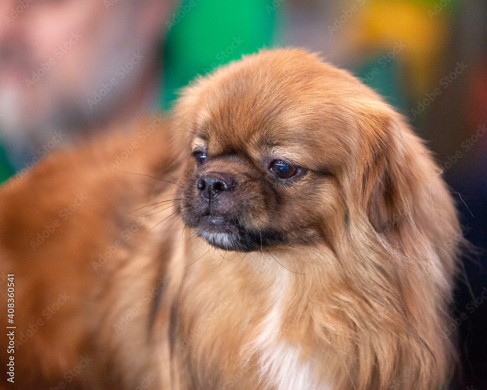 Tibetan Spaniel at a dog show Tibetan Spaniel at a dog show