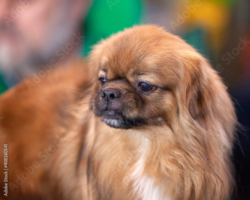 Tibetan Spaniel at a dog show
