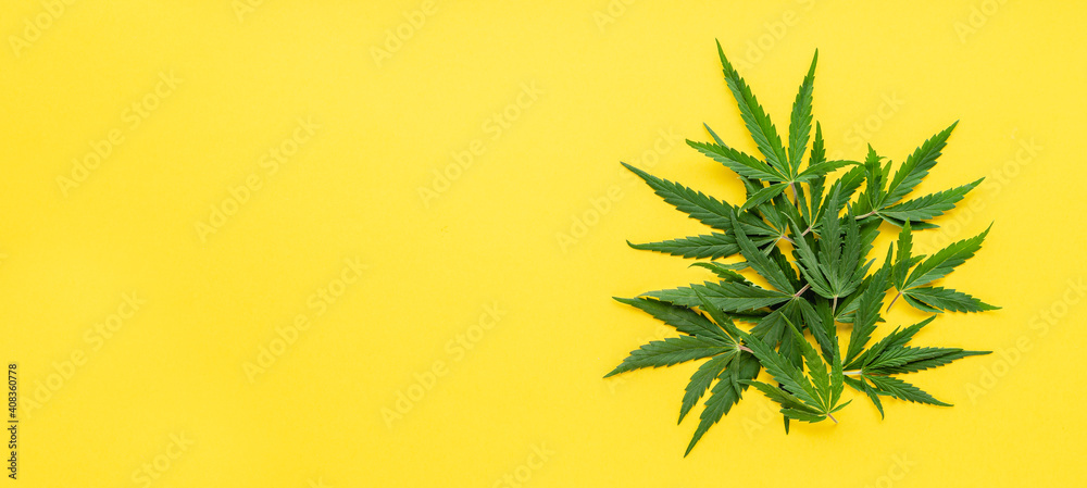Green hemp leaves on color yellow background. Medical marijuana plant. Cannabis Sativa. Trendy long web banner with copy space, mock up. Weed legalize. Green hemp leaves on color yellow background. Medical marijuana plant. Cannabis Sativa. Trendy long web banner with copy space, mock up. Weed legalize.