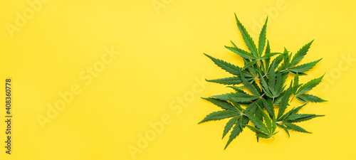 Green hemp leaves on color yellow background. Medical marijuana plant. Cannabis Sativa. Trendy long web banner with copy space, mock up. Weed legalize.