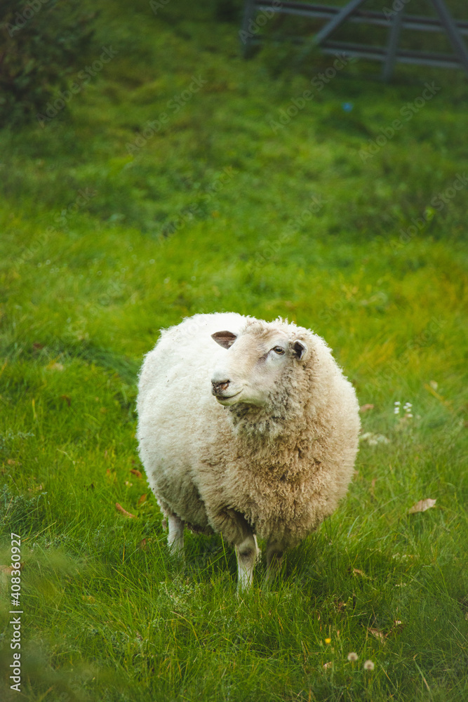 A cute fluffy sheep standing in a green field grazing. High Contrast Autumn Fall Theme. A cute fluffy sheep standing in a green field grazing. High Contrast Autumn Fall Theme.