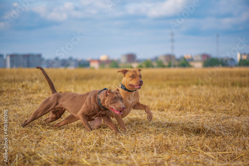 Two pibull terriers are playing, running around the field in summer. photo