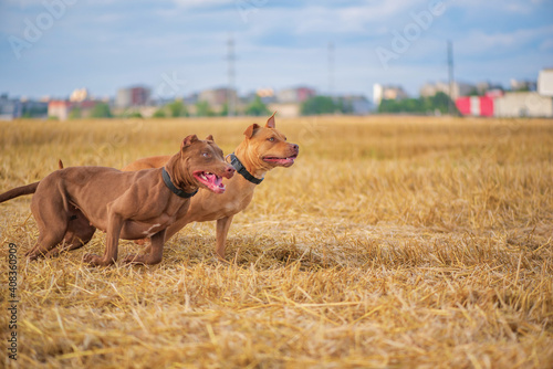 Two pibull terriers are playing, running around the field in summer. photo