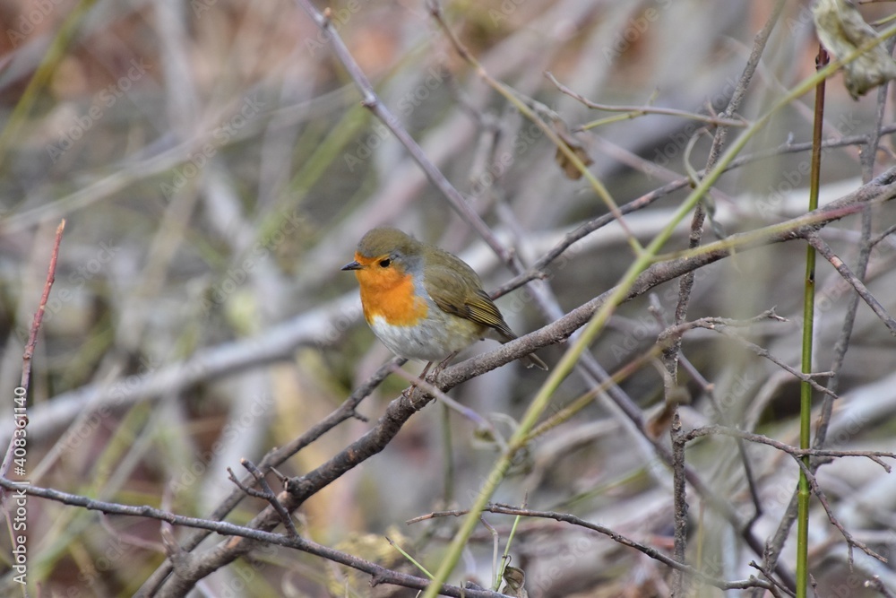 Rotkehlchen Erithacus rubecula Rotkehlchen Erithacus rubecula