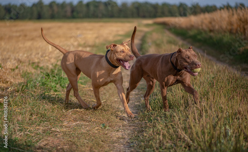 Two pibull terriers are playing  running around the field in summer.