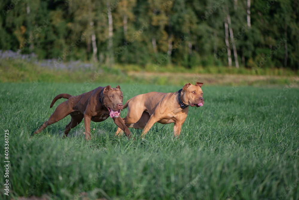 Two pibull terriers are playing, running around the field in summer.
