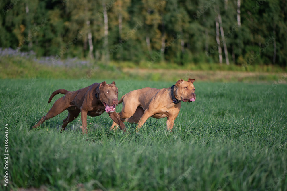 Two pibull terriers are playing, running around the field in summer. Two pibull terriers are playing, running around the field in summer.