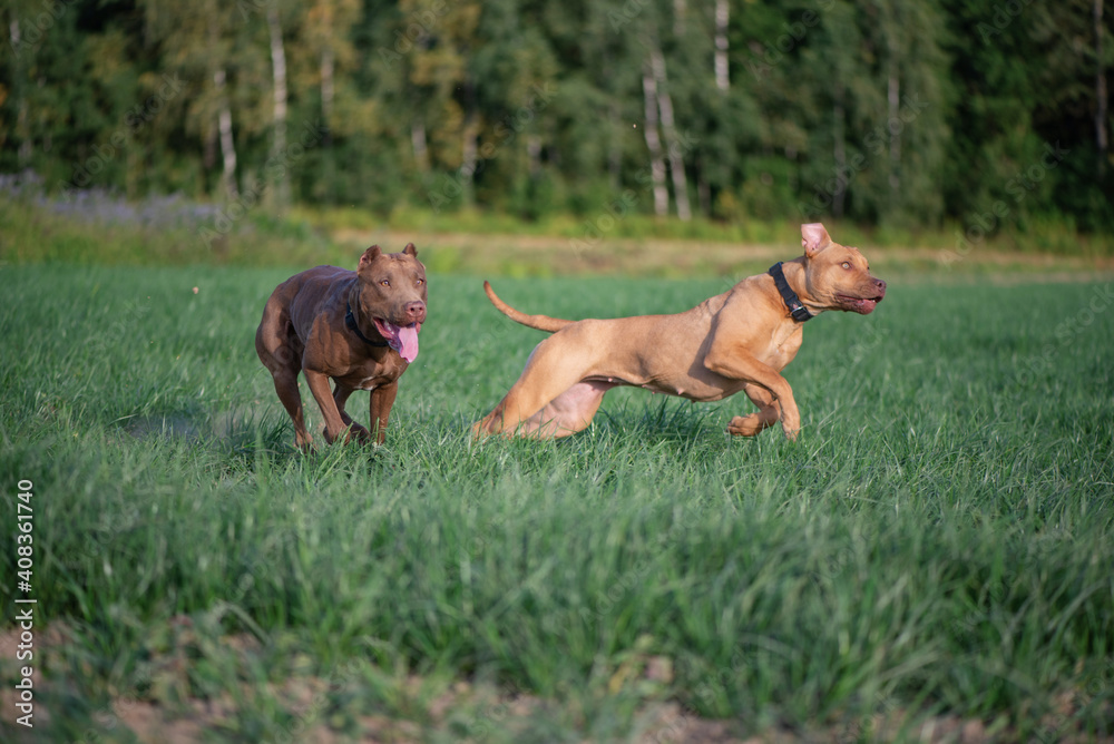 Two pibull terriers are playing, running around the field in summer. Two pibull terriers are playing, running around the field in summer.