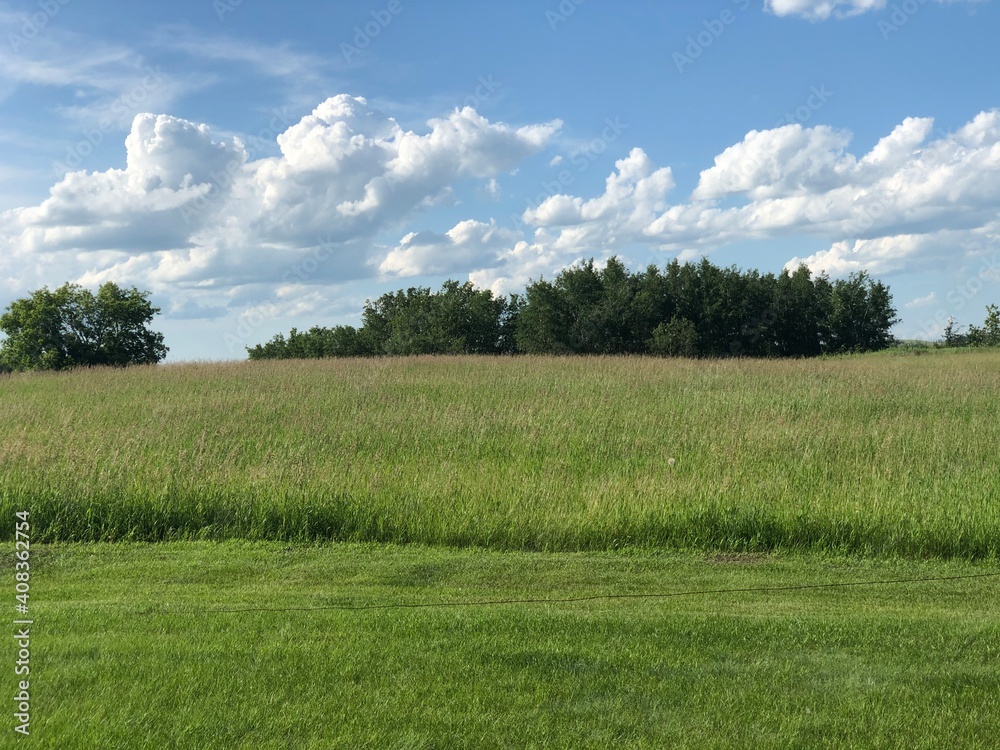 green field and blue sky