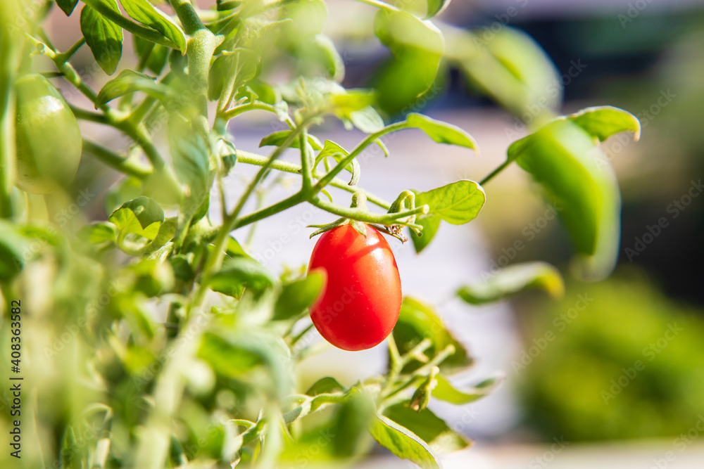 Close up fresh ripe red tomato plant in garden