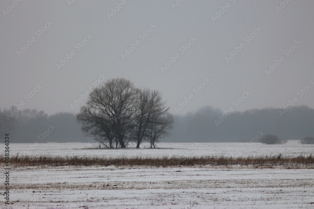 custom made wallpaper toronto digitalWinter Hiking Along Seym Regional Landscape Park