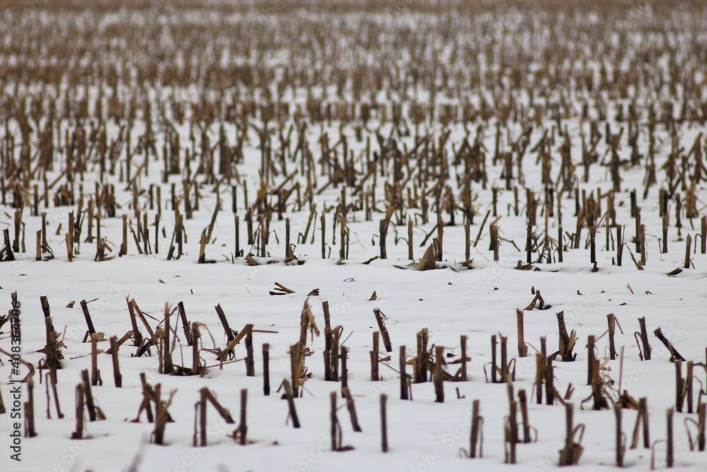 Fototapeta premium Winter Hiking Along Seym Regional Landscape Park
