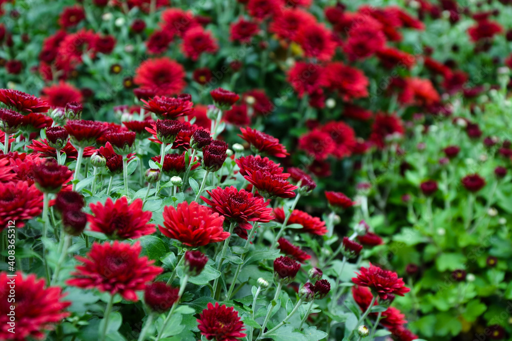 Aster flowers. Aster amellus blossom. European michaelmas daisy bloom. Beautiful fresh chrysanthemum flowers. Autumn nature. Garden plant. Aster flowers. Aster amellus blossom. European michaelmas daisy bloom. Beautiful fresh chrysanthemum flowers. Autumn nature. Garden plant.