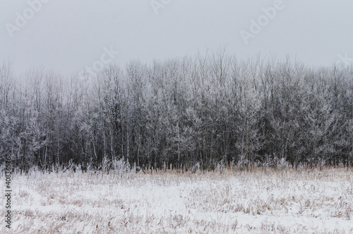 Wallpaper Mural Hoarfrost covered trees on a foggy winter morning at Assiniboine Forest in Winnipeg, Manitoba, Canada Torontodigital.ca