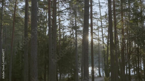 Tall coniferous trees with sun shining bright behind them during sunrise. Nature walk through woods. 4K. photo