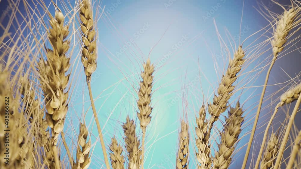 spikelets of wheat on a blue background, slide video close-up. spikelets of wheat on a blue background, slide video close-up.