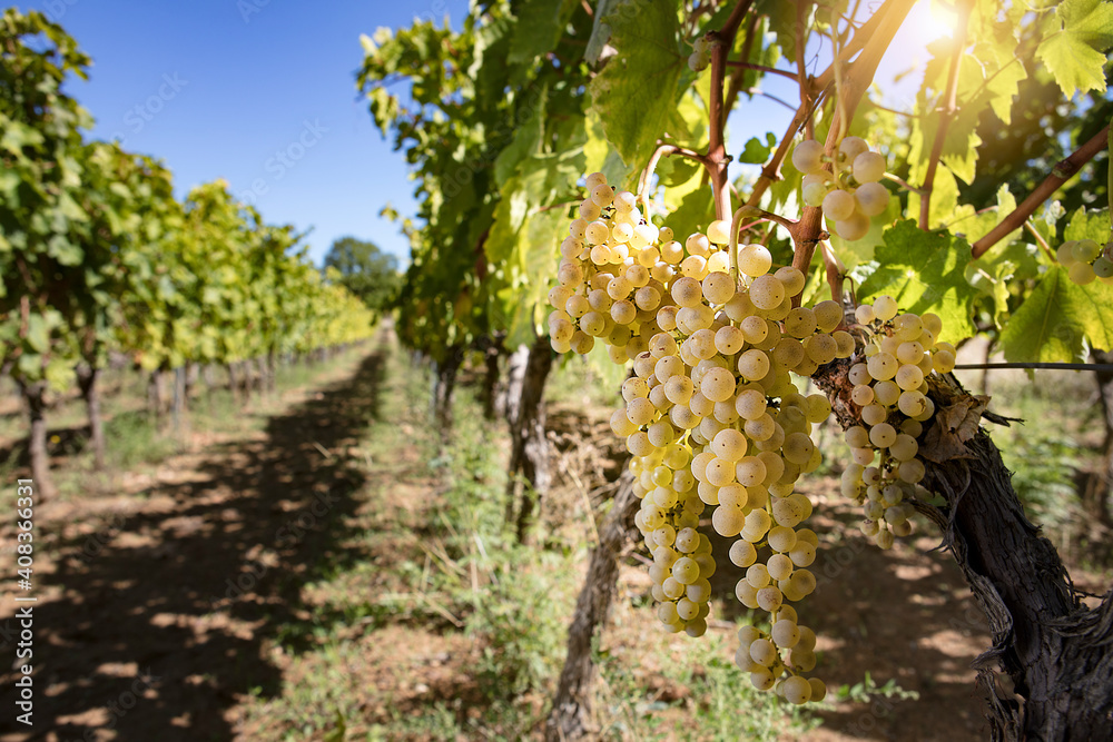 white grapes in the vineyard
