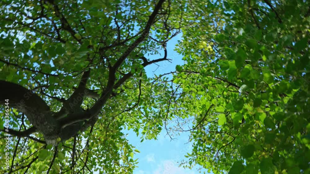 bottom view of trees, branches and leaves against blue sky in park bottom view of trees, branches and leaves against blue sky in park