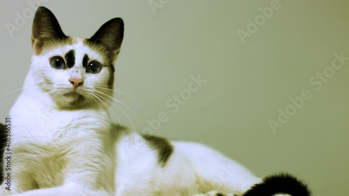 Kitty cat