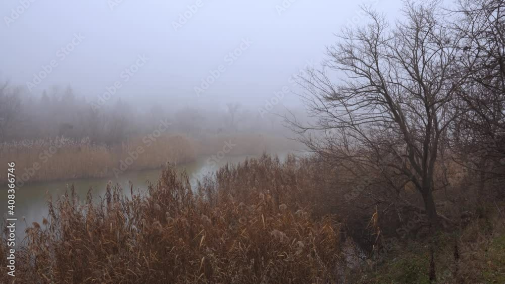 Foggy Brown Bamboos And Trees On The Coast Of The Lake In The Winter Foggy Brown Bamboos And Trees On The Coast Of The Lake In The Winter