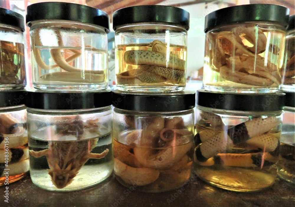 collection of animals in jars