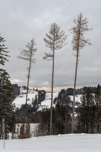 Drei Bäume teilen das Bild auf photo