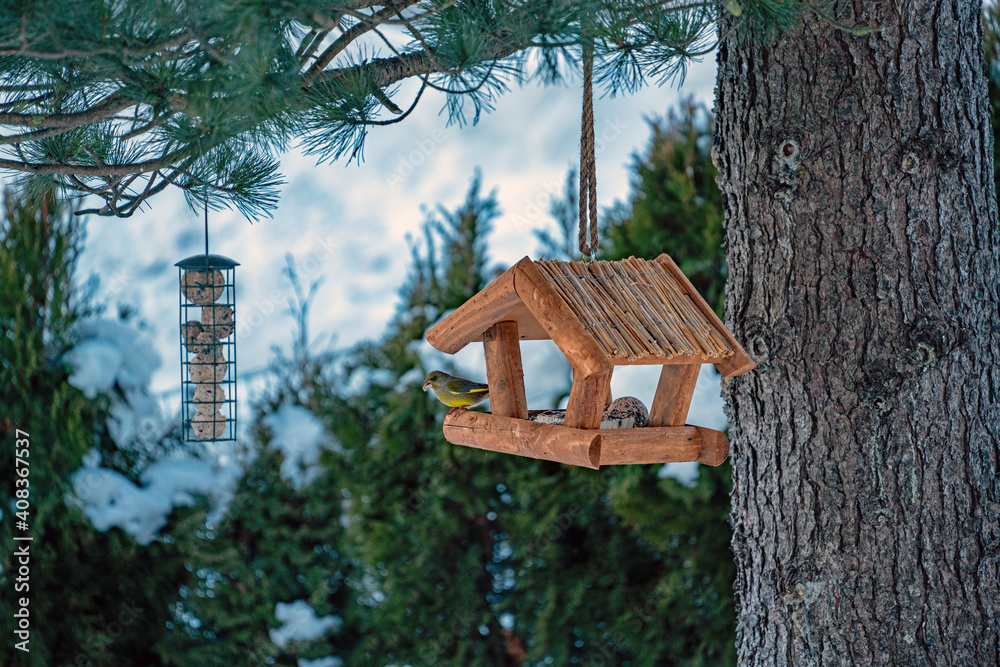 a greenfinch perched at a bird feeder in winter a greenfinch perched at a bird feeder in winter