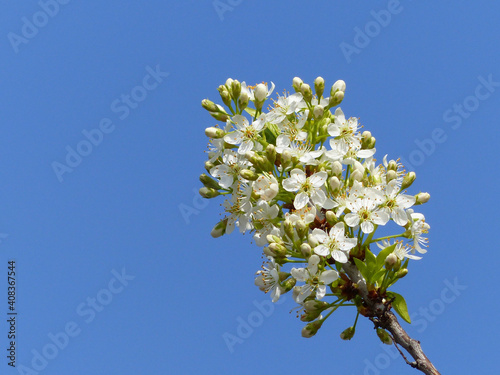 Tree Blossom Of An Ornamental Tree