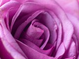 Pink Rose Flower with shallow depth of field and focus the center of rose flower