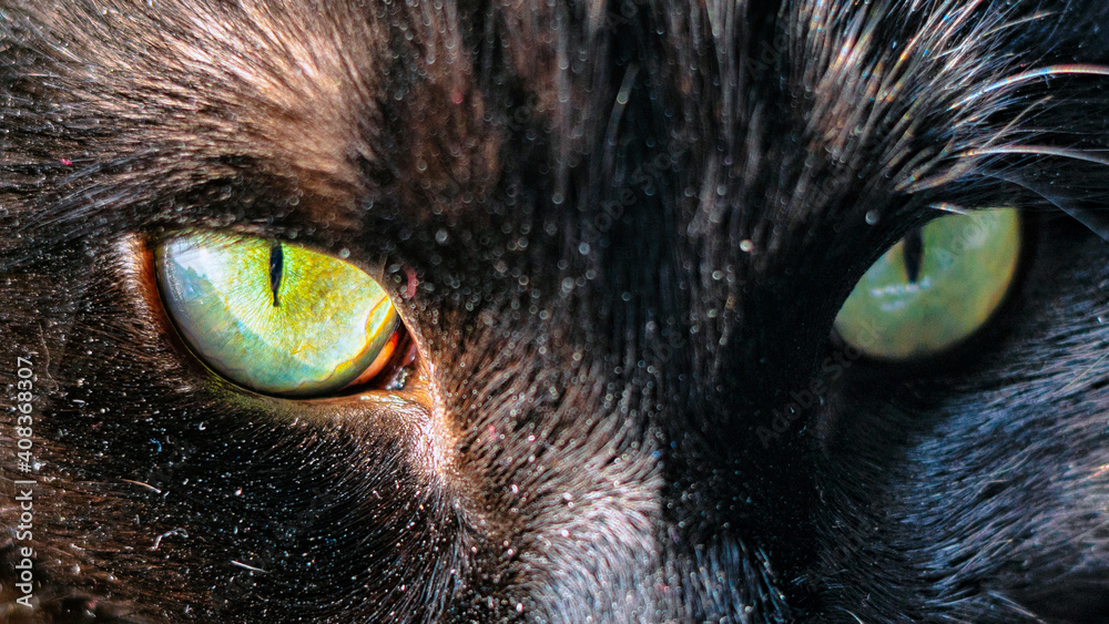 black cat with green eyes muzzle fragment