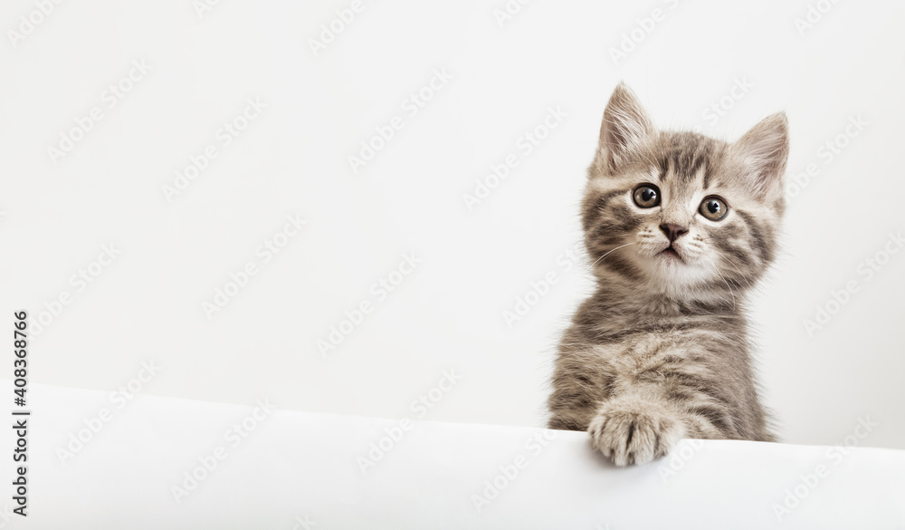 Kitten head with paw up peeking over blank white sign placard. Pet kitten curiously peeking behind white background. Tabby baby cat showing placard template with copy space. Kitten head with paw up peeking over blank white sign placard. Pet kitten curiously peeking behind white background. Tabby baby cat showing placard template with copy space.