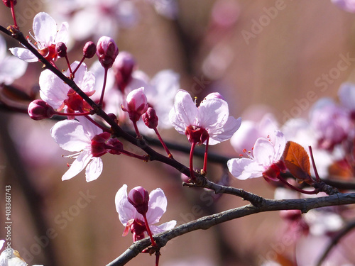 Ornamental Tree, Pink Tree Blossoms, Flowering Branch photo