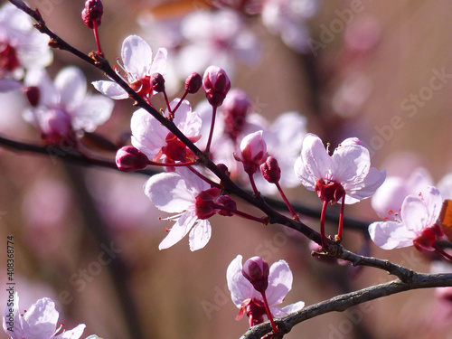 Ornamental Tree, Pink Tree Blossoms, Flowering Branch photo