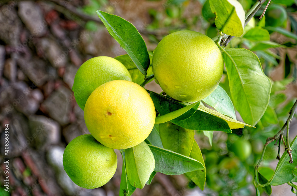 Lemon tree with ripe yellow lemon fruit hanging on a branch