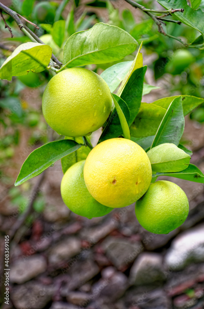 Lemon tree with ripe yellow lemon fruit hanging on a branch Lemon tree with ripe yellow lemon fruit hanging on a branch