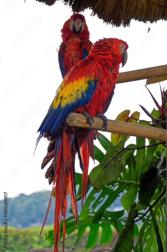 Obraz premium Red Macaw or Ara cockatoos parrot