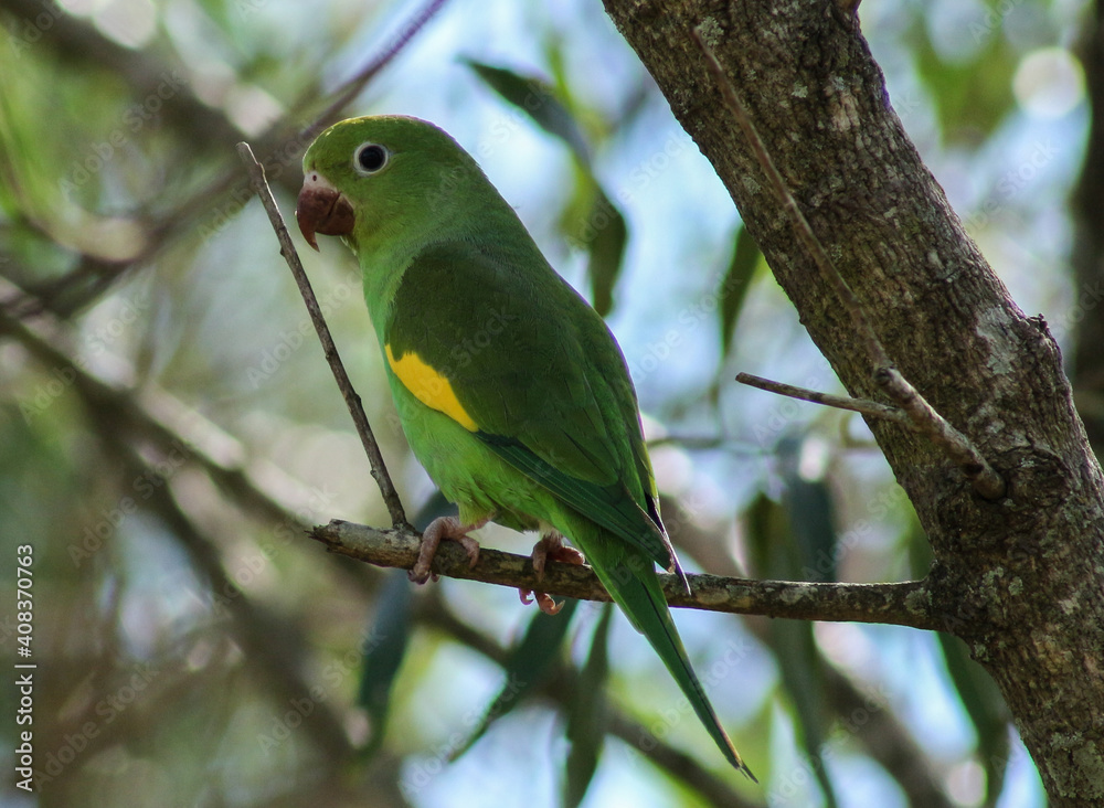 Obraz premium green parrot on branch