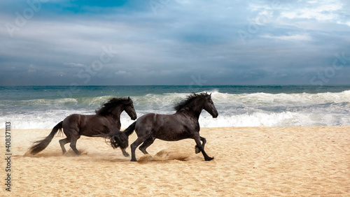 Horses on the beach