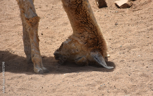 Alpaca With His Head on the Ground photo