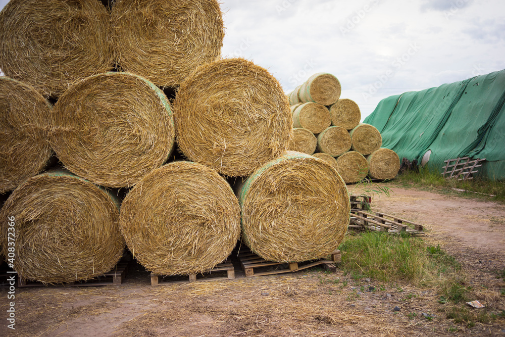 Round bales of straw stored for use as animal litter Round bales of straw stored for use as animal litter