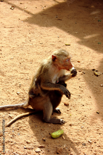 Monkey in a monkey temple Suratthani Thailand. A monkey sits on the ground eating fruit. Wild animals. Vertical photo
