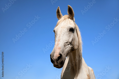 Grey horse outdoors on sunny day  closeup. Beautiful pet